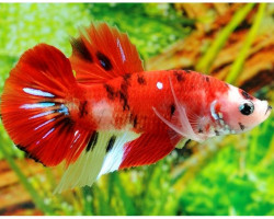 Betta Maschio Plakat Koi L