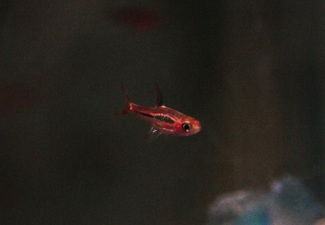 Boraras Brigittae Xl