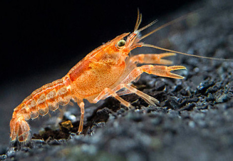 Cambarellus Patzcuarensis 2-3 Cm
