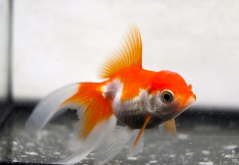 Carassius Auratus Fantail Red & White 5-6 Cm