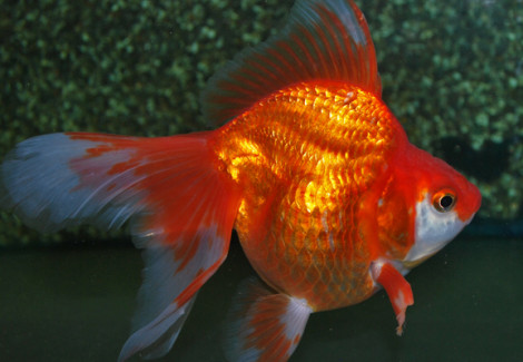 Carassius Auratus Ryukin Red 5 Cm