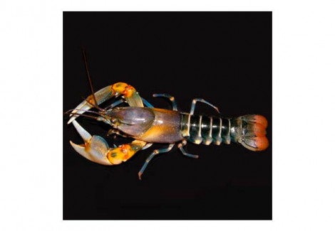 Cherax Papua Zebra M