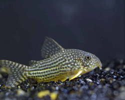 Corydoras Sterbai Sm