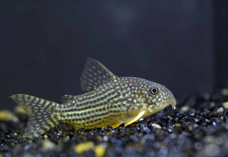 Corydoras Sterbai Sm