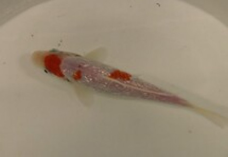 Cyprinus Carpio Koi Kohaku 10-12 Cm