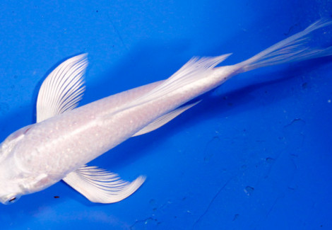 Cyprinus Carpio Koi Platinum Ogon Butterfly 10-12 Cm