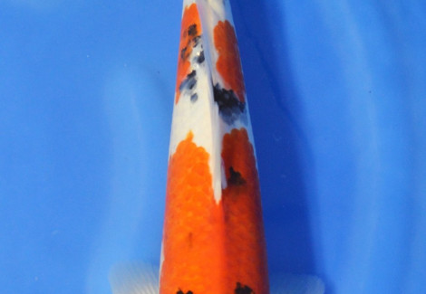 Cyprinus Carpio Koi Sanke 10-12 Cm