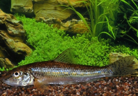 Gobio Gobio 7-10 Cm