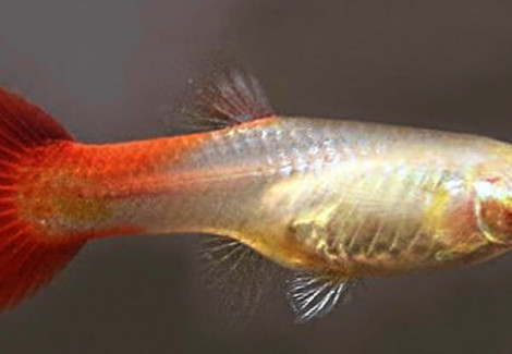 Guppy Femmine  Red Blond L