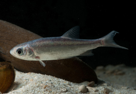 Leuciscus Idus Blu  7-10 Cm