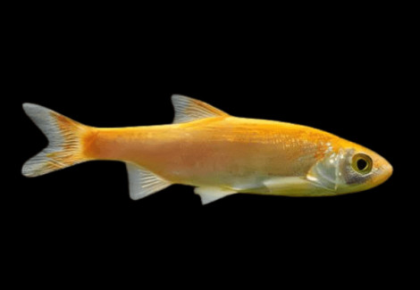Leuciscus Idus Gold  7-10 Cm