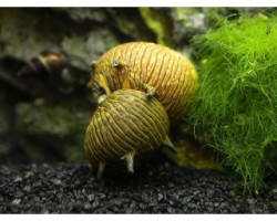 Neritina Sp. Sun L