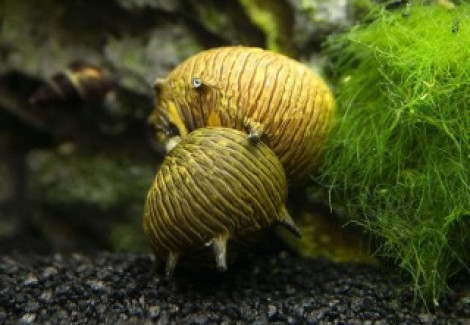 Neritina Sp. Sun L