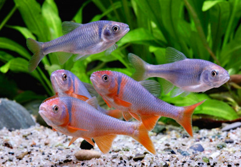 Notropis Lutrensis L
