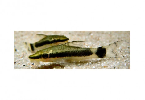 Otocinclus Hoppei L