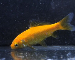 Pesce Rosso Canarino 5-10 Cm