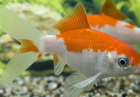 Pesce Rosso Sarassa 5-10 Cm