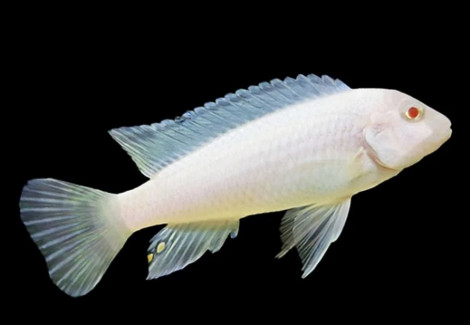 Pseudotropheus Socolofi Albino M