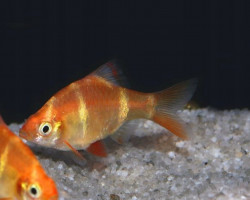 Puntigrus Tetrazona Gold