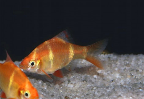 Puntigrus Tetrazona Gold