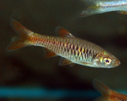 Rasbora Vulcanus L