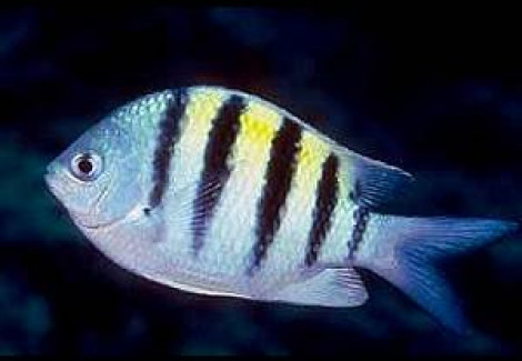 Abudefduf Saxatilis (Caribbean) S