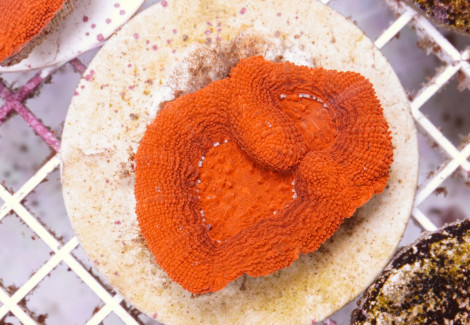 Acanthastrea Bowerbanki Premium (Frag) M