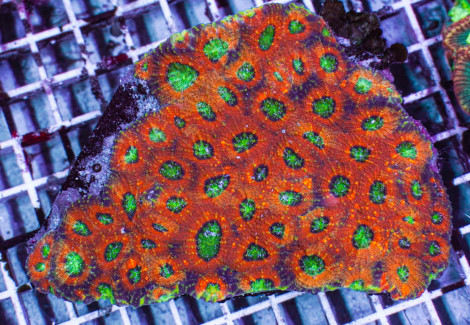 Acanthastrea Echinata (Ultra) Ml