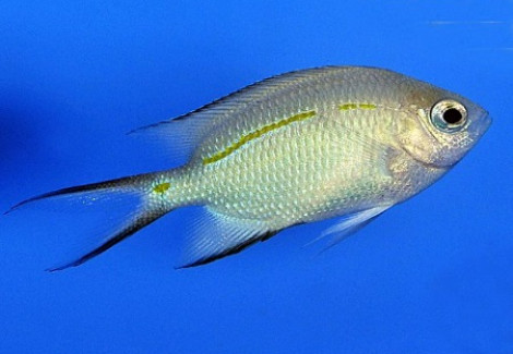 Acanthochromis Polyacanthus M