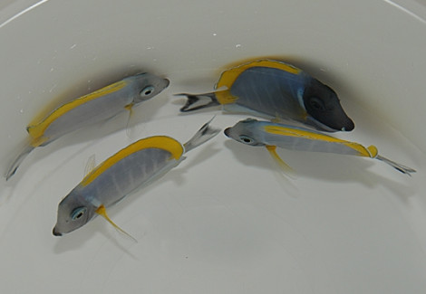 Acanthurus Leucosternon M