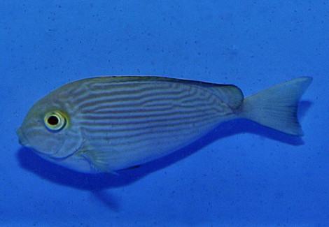 Acanthurus Mata M