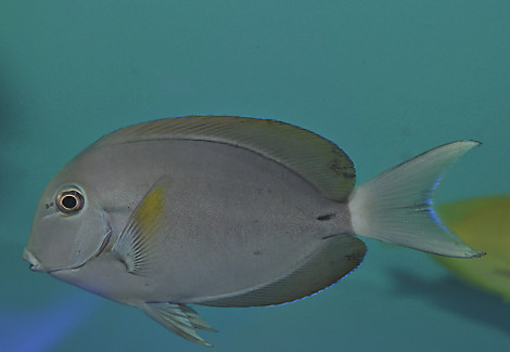Acanthurus Nigricauda Ml