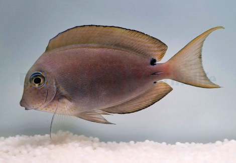 Acanthurus Nigrofuscus M