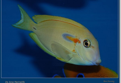 Acanthurus Olivaceus Ml