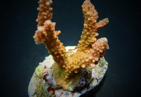 Acropora Latistella M