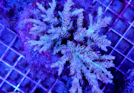 Acropora Latistella Xs