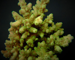 Acropora Loripes L