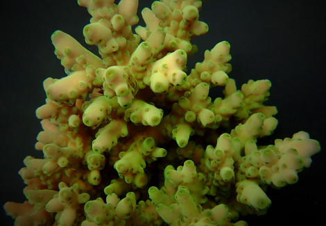 Acropora Loripes L