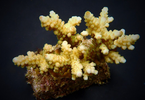 Acropora Loripes Ml