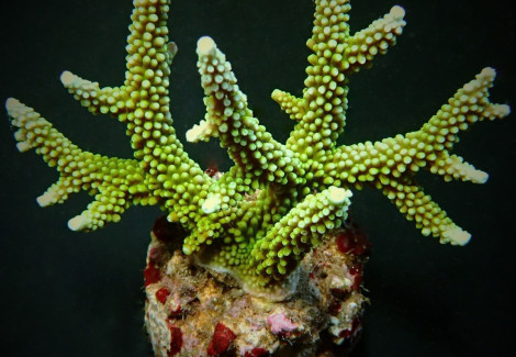 Acropora Yongei Ml