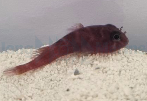 Acyrtus Rubriginosus S