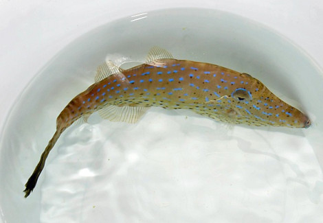 Aluterus Scriptus S