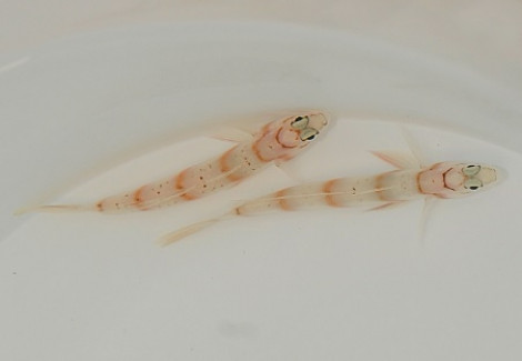 Amblyeleotris Diagonalis M