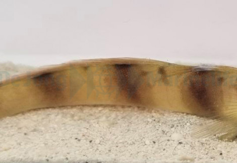 Amblyeleotris Fontanesii M