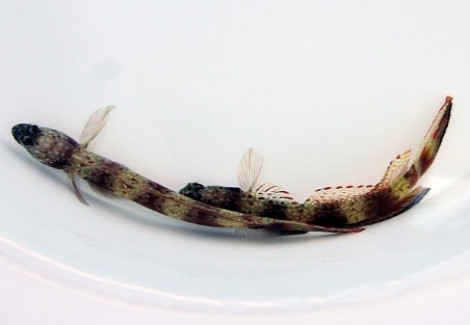 Amblyeleotris Latifasciata M
