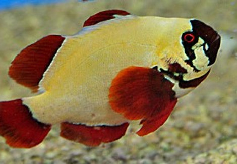 Amphiprion Biaculeatus Gold Nugget -  Allevato Europa S