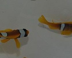 Amphiprion Bicinctus (Pair) L