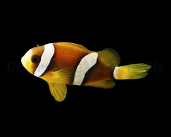 Amphiprion Clarkii - Djm Allevato Europa M