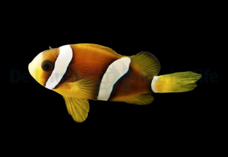 Amphiprion Clarkii - Djm Allevato Europa M