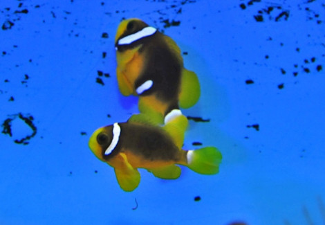 Amphiprion Clarkii Black Deluxe - Allevato Europa M